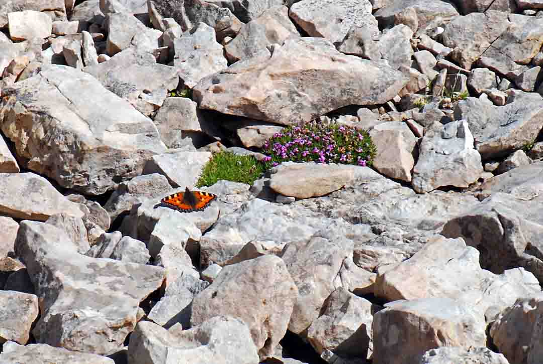 Silene acaulis / Silene a cuscinetto